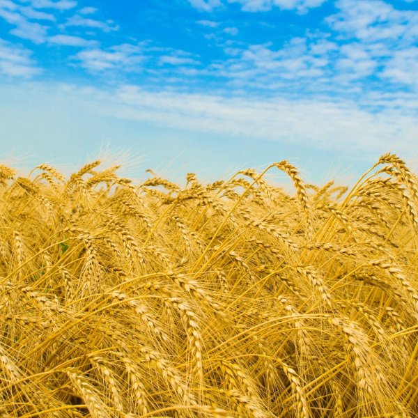 Поля Острогожск рожь