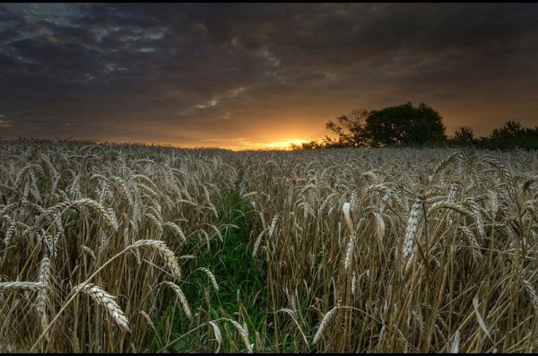 Пшеничное поле на рассвете