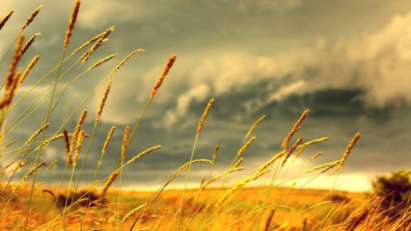 Пшеничное поле Вангол