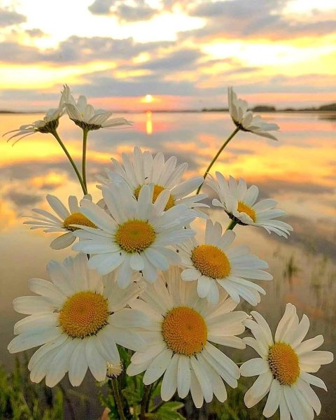 Утреннее Весеннее солнце