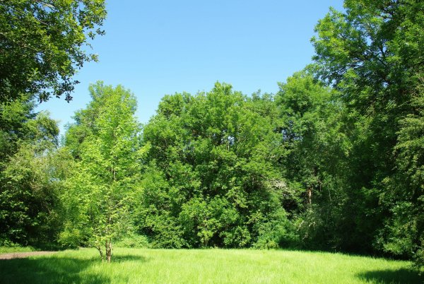 Небо и деревья