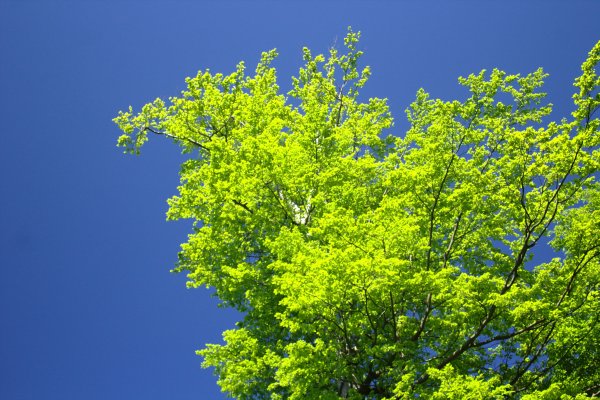 Поляна с деревьями