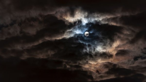 Ночной лес с луной