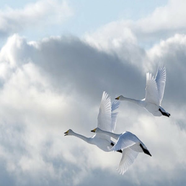 Лебеди в небе