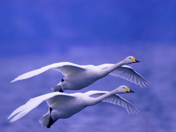 Два лебедя в полете