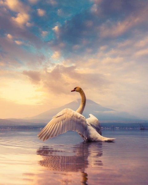 Лебеди на закате