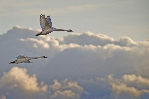 Белый лебедь в полете