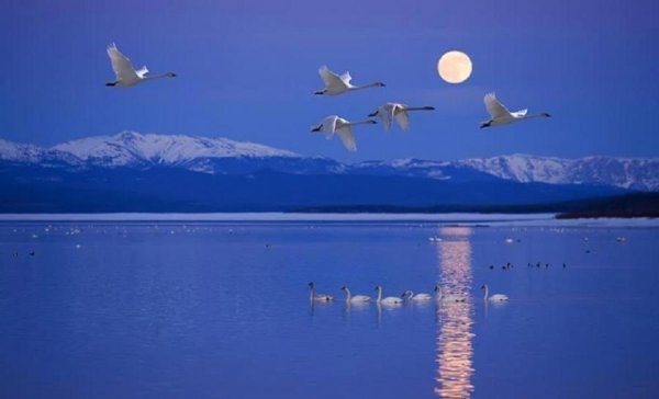 Лебедь летает