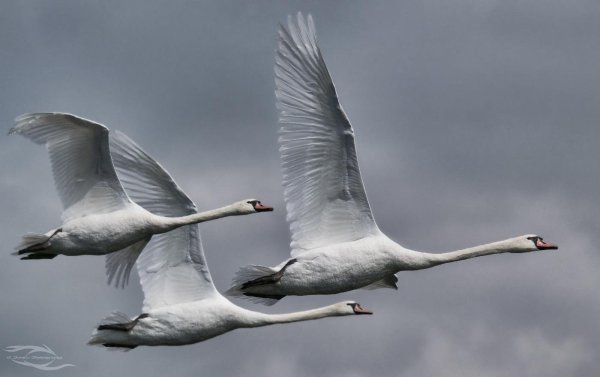 Стая белых лебедей в небе