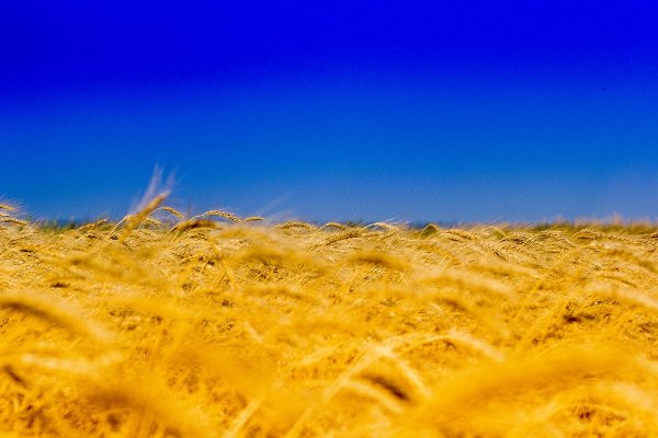 Пшеничное поле и голубое небо