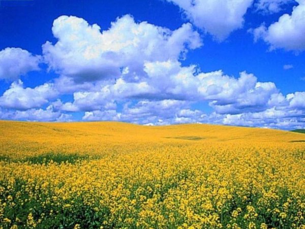 Правда ли что ... Окружающий мир