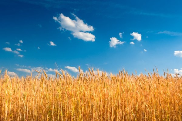 Пшеница на фоне голубого неба