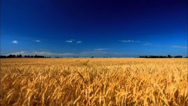 Поле пшеницы