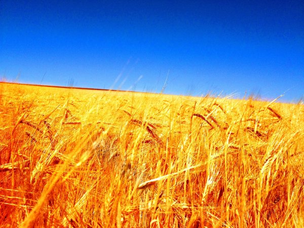 Пшеничное поле и голубое небо