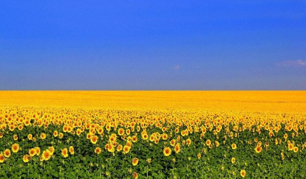 Желтое поле голубое небо