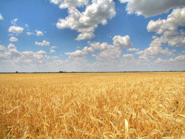 Пшеничное поле Украина