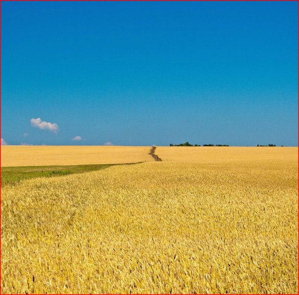 Пшеничное поле панорама