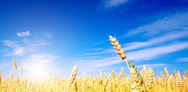 Поле пшеницы и голубое небо