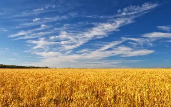 Флаг Украины поле