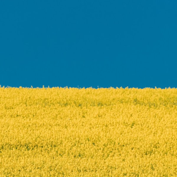 Поле пшеницы