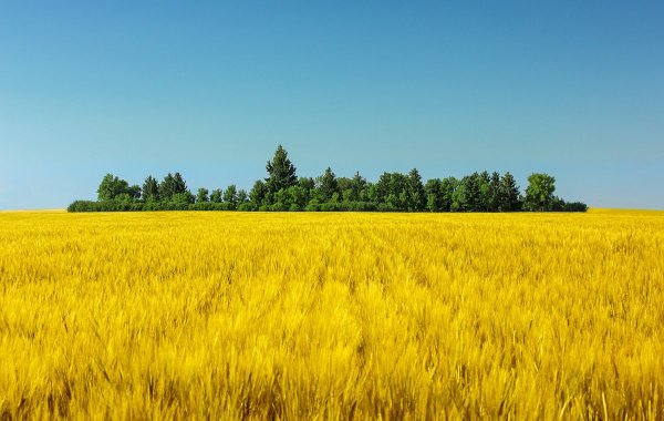 Пшеничное поле Кисловодск