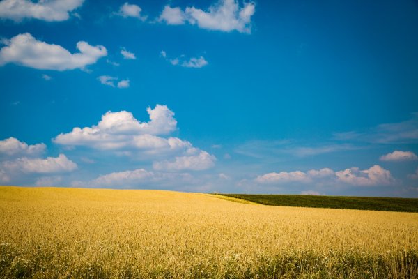 Пшеничное поле