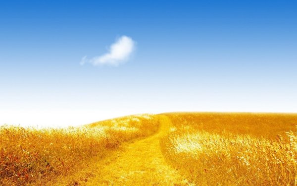 Поле пшеницы и голубое небо