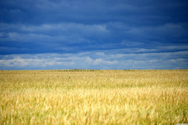 Васильковое поле во Владимирской области