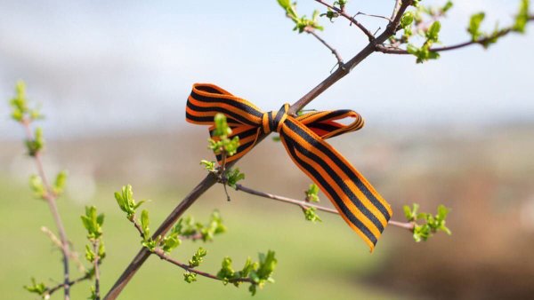 Георгиевская лента на дереве