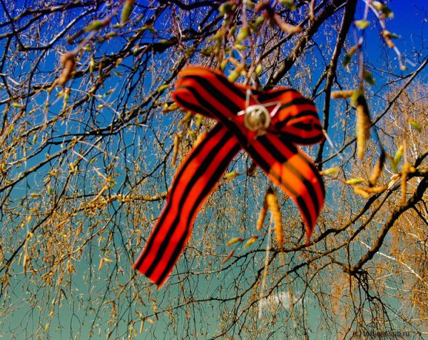 Георгиевская ленточка на дереве