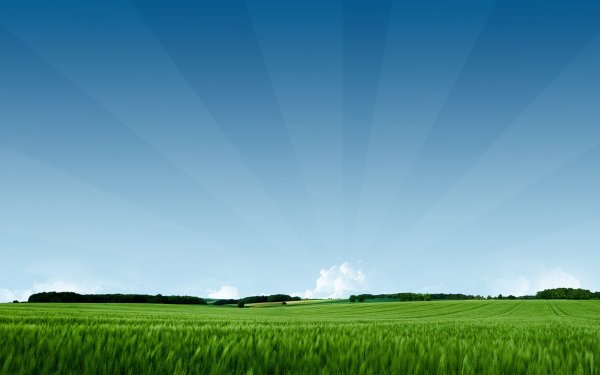 Пейзаж зеленое поле