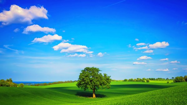 Зеленый луг