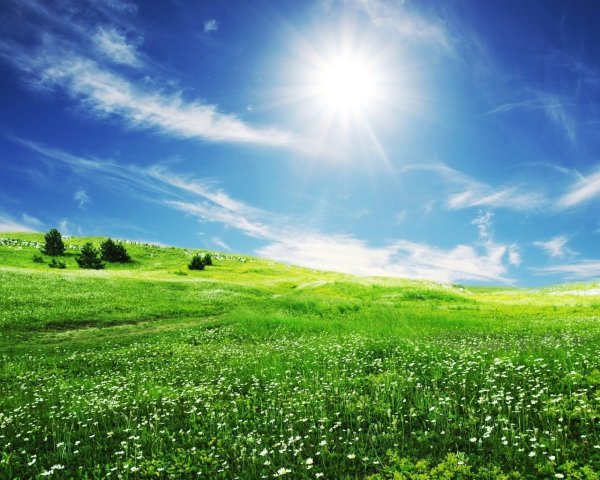 Травка летом