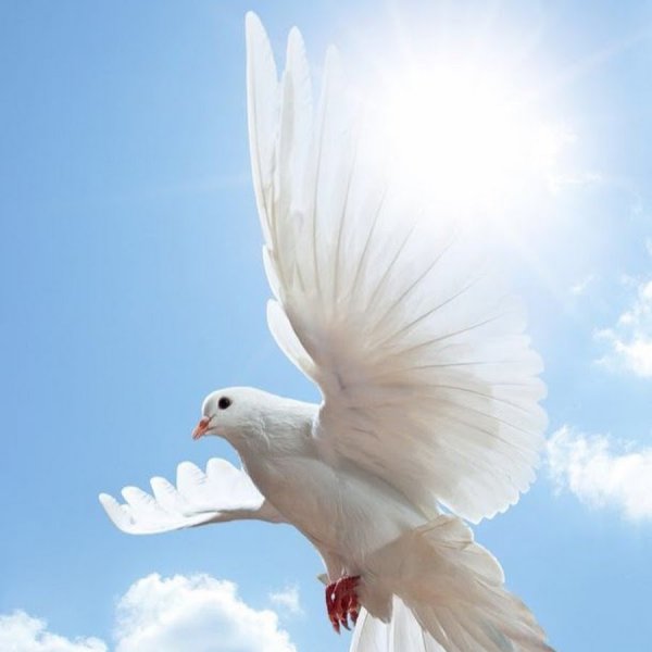 Разлетающиеся голуби