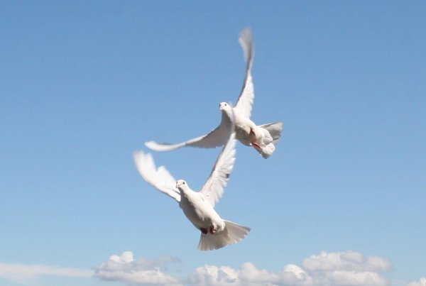 Белый голубь в полете