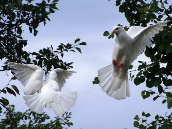 Два голубя в небе