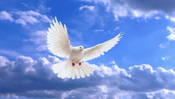 Голуби обои