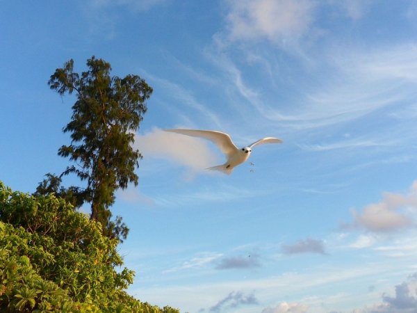 Красивая птица парит в небе