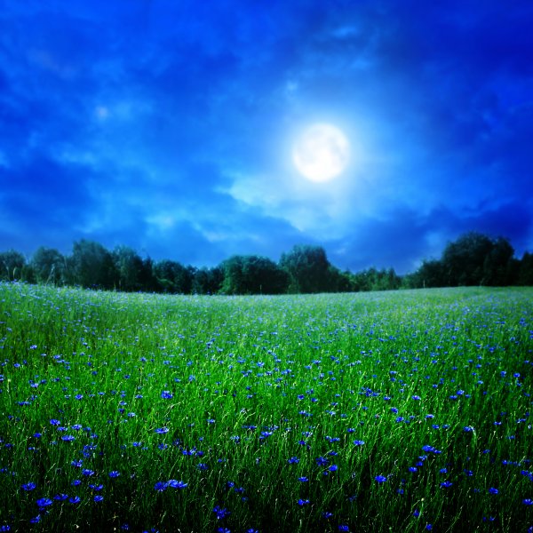 Голубое поле