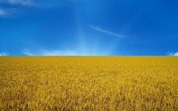 Пшеничное поле