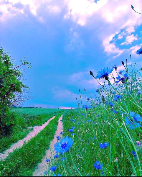 Природа васильки