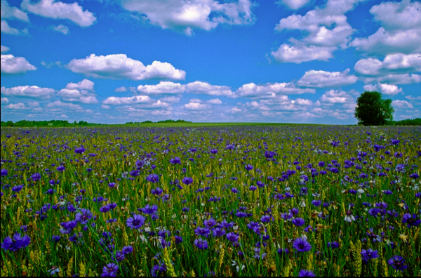 «Поле Васильков»