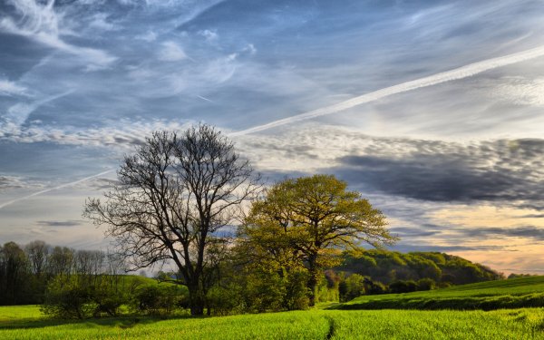 Пейзаж деревья небо