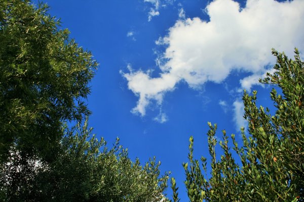 Верхушки деревьев на фоне неба