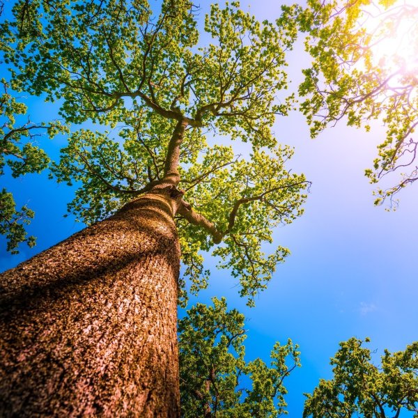 Небо через деревья