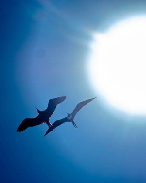 Две птицы в небе