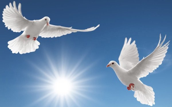 Голубь с расправленными крыльями