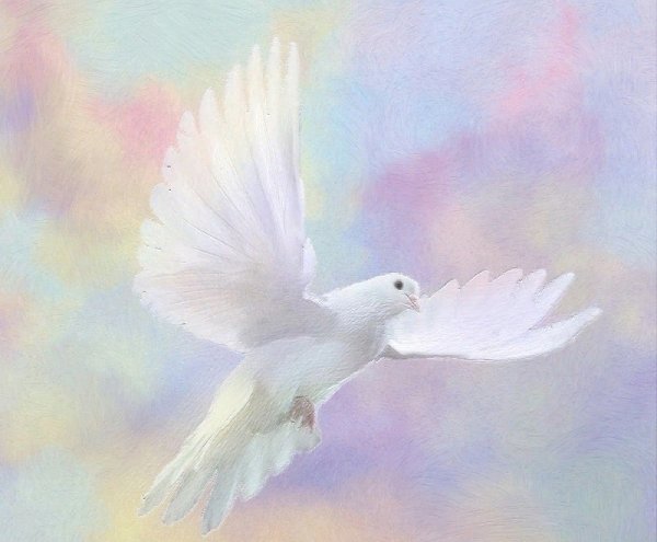 Голуби в небе