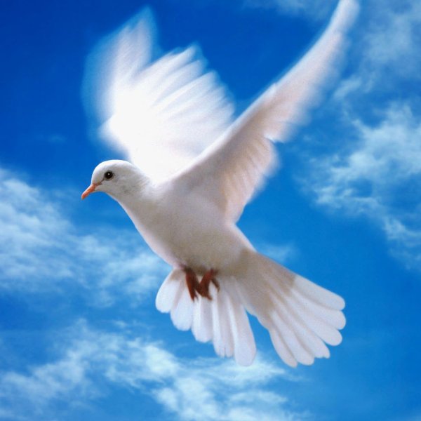 Небо с голубями фон