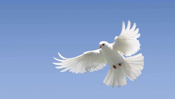 Голубка с веточкой в клюве